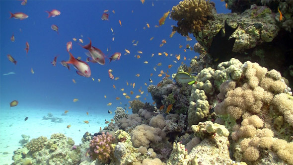 Colorful Fish On Vibrant Coral Reef, Static Scene 7