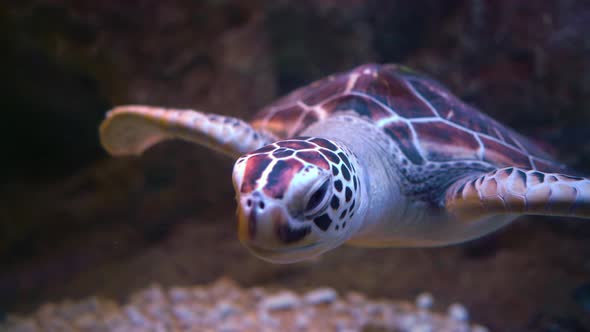 Green Sea Turtle Chelonia Mydas