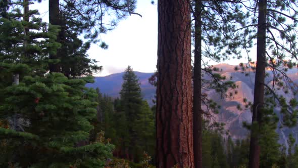 Forest in Yosemite National Park with the valley in the background.