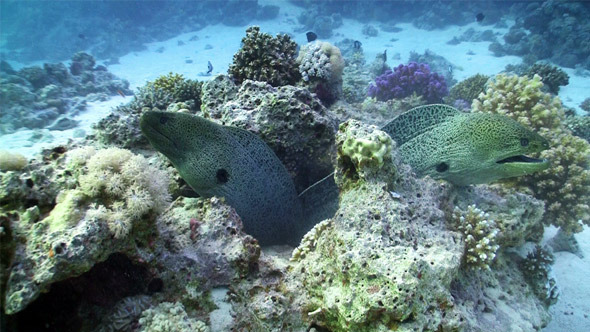 Two Moray On Coral Reef