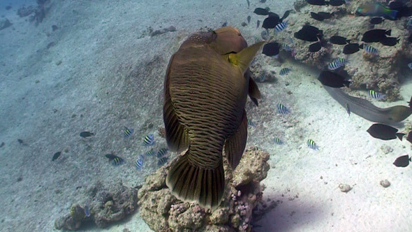 Napoleon Fish On Coral Reef 3