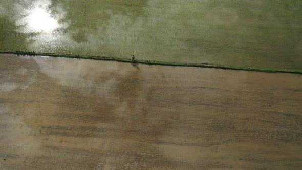 Aerial drone view of agriculture in rice on a beautiful field filled with water