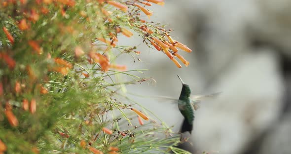 The blue-chinned sapphire hummingbird is drinking nectar from the fountainbush flowers lit by the ri