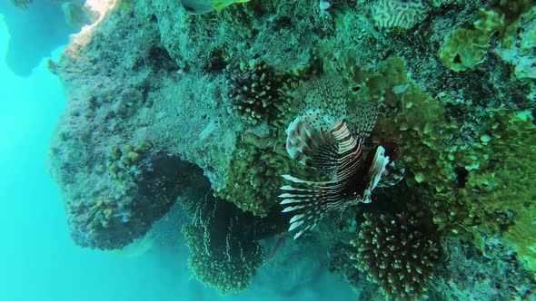 Lionfish on a Tropical Coral Reef in Red Sea