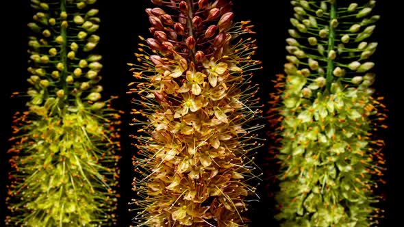 Orange Flower Eremurus Blooming in Time Lapse on a Black Background Around Yellow Flowers