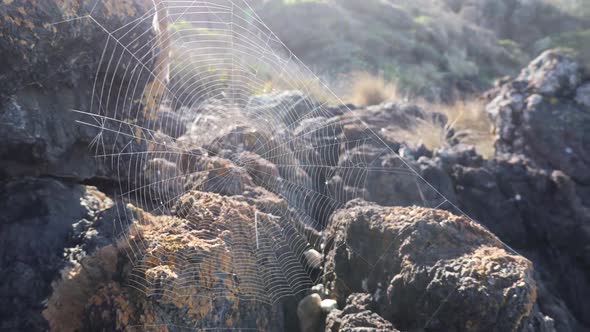 A beautiful delicate spiders web on coastal rocks in the morning sun in Australia.