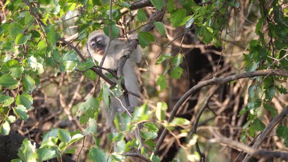 Baby vervet monkey in a tree 