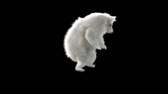 150 White Bear Dancing HD