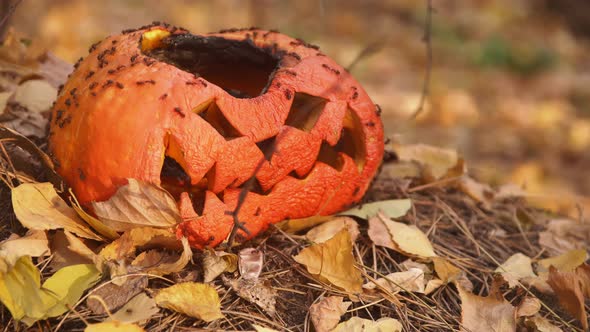 Group of Ants Are Crawling Over the Orange Halloween Pumpkin in the Woods