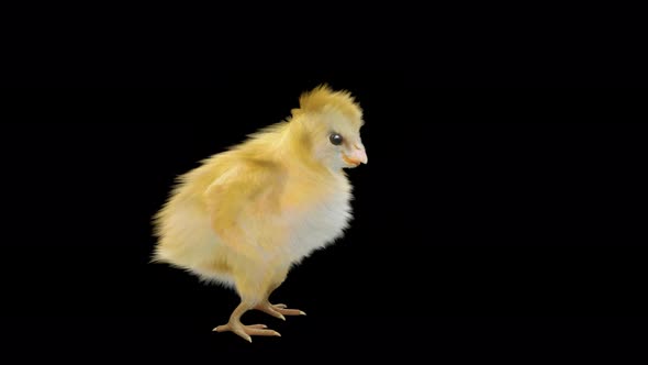 Baby Chicks Dancing 4K