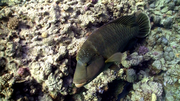 Napoleon Fish On Coral Reef 4