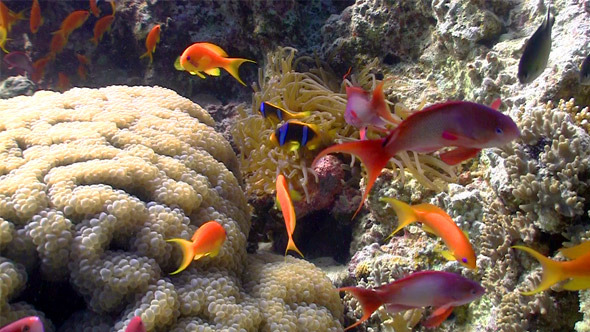 Colorful Fish On Vibrant Coral Reef, Static Scene 8