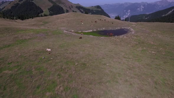 Close Flight Over Cows In Mountain