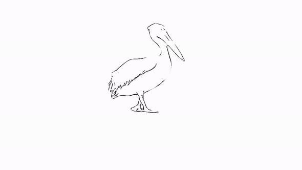 Pelican Walking — Charcoal Sketch