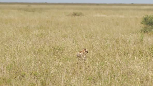 Cheetah Strolling in Tall Grass of African Savanna