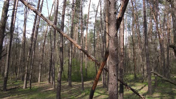 Forest Landscape Aerial View Ukraine