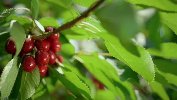 Summer Branch Cherry Fruit in Green Leaf Close Up