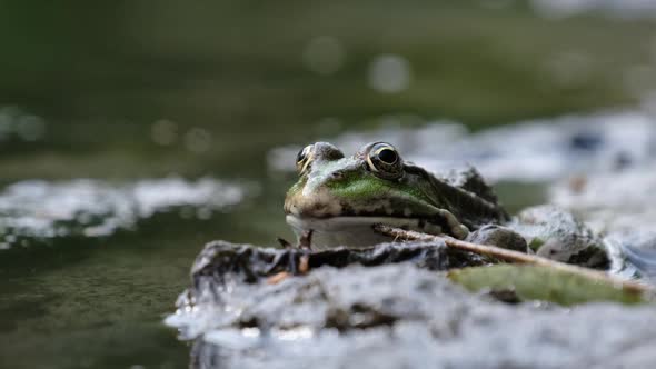 Portrait of Frog Sits on the Shore By the River Close Up