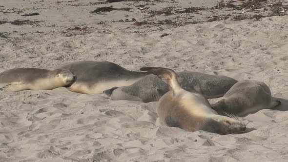 Group of sea lions sleeping at the beach