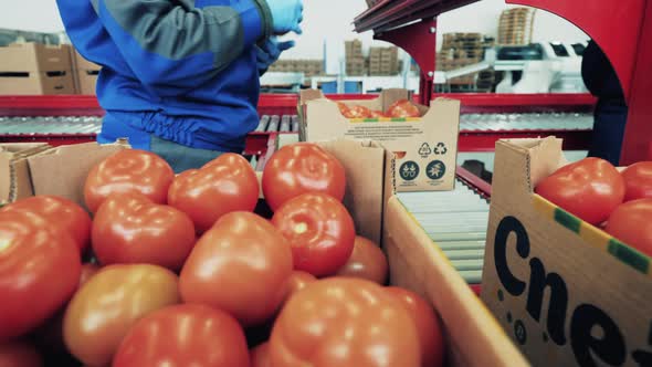 A Worker is Sorting Tomato Boxes on the Conveyor