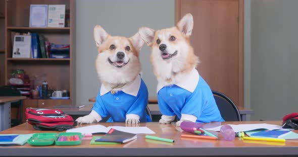 Two Smart Welsh Corgi Pembroke or Cardigan Dogs in Uniform Obediently Sit at Desk Littered with