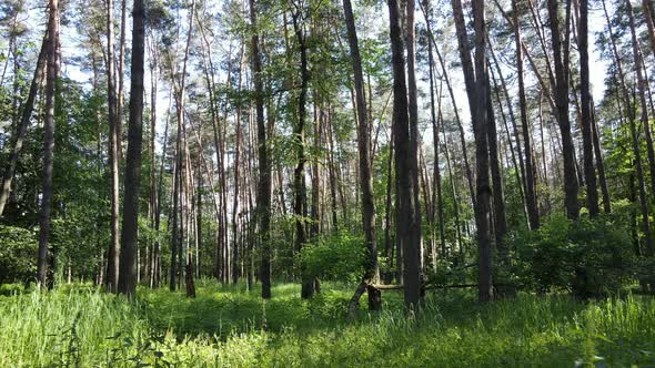 Beautiful Green Forest on a Summer Day Slow Motion