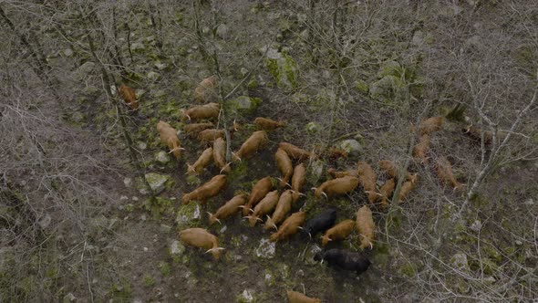 Top view of highland cattle grouped together between leafless trees