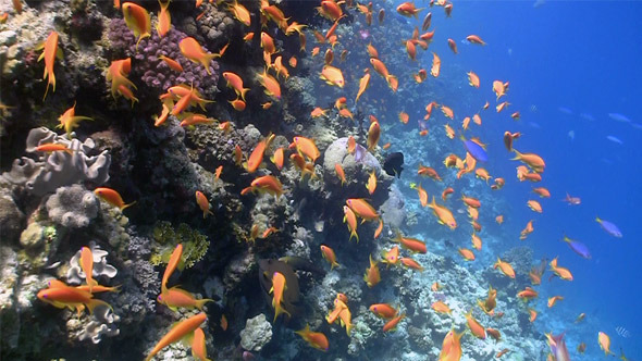 Colorful Fish on Vibrant Coral Reef 2