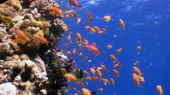 Colorful Fish on Vibrant Coral Reef 3