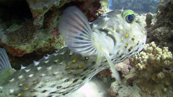Pufferfish on Coral Reef 5