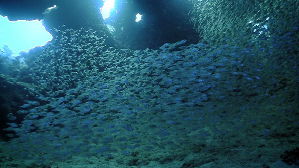Huge Shoal Fish on Coral Reef