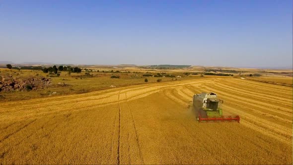 Aerial View Combine Harvester Gathers the Wheat at Sunset