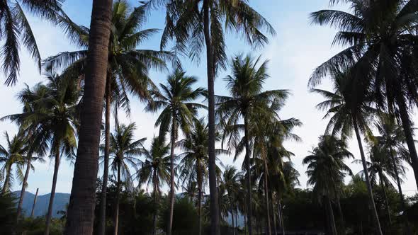 Tall coconut palm tropical tree standing against a clear unpolluted blue sky, exotic resort paradise