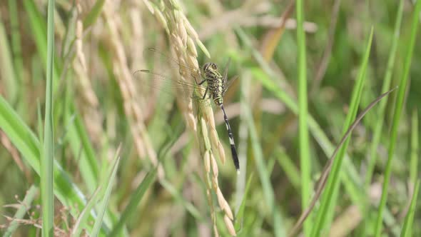 Dragonfly On Wheat At Paddy Field 4K UHD