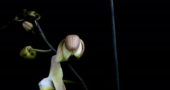 Time-lapse of Opening Orchid  on Black Background