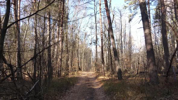 Forest with Trees in an Autumn Day