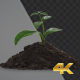 Growing Plant In Soil - VideoHive Item for Sale