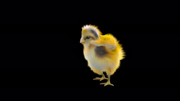 19 Baby Chicks Dancing 4K