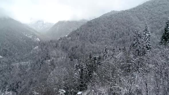 Snowy Forest