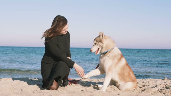 Young Female Giving High Five with Siberian Husky Dog on the Beach