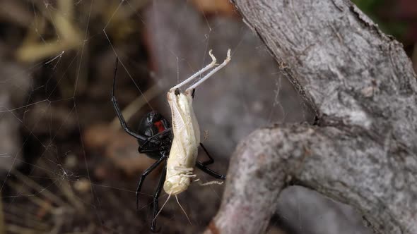 Grasshopper stuck in Black Widow Spider web