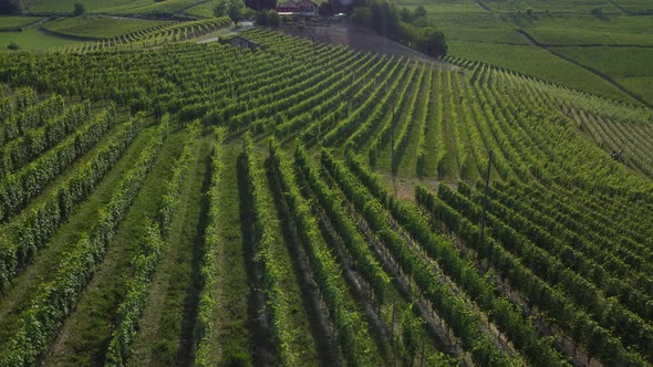 Vineyards organic cultivation in Barolo, Langhe