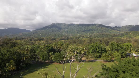Lush, dense tropical jungle near Playa Linda (Matapalo) on the scenic Central Pacific Coast of Costa