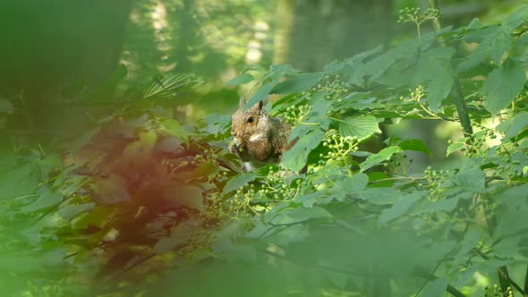 Adorable Squirrel eating nuts sitting on a tree branch in a green environment, natural frame