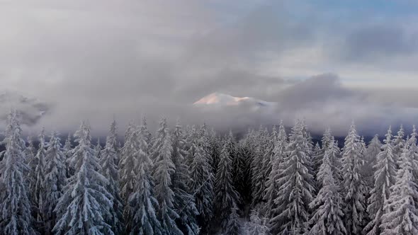 Drone Aerial Fly Above Winter Forest Unveiling Mountain Valley