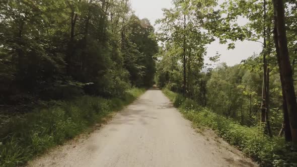 Narrow wild trail in green forest