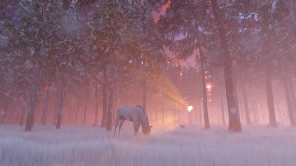 Horse Are Looking For Food In The Winter Forest alt