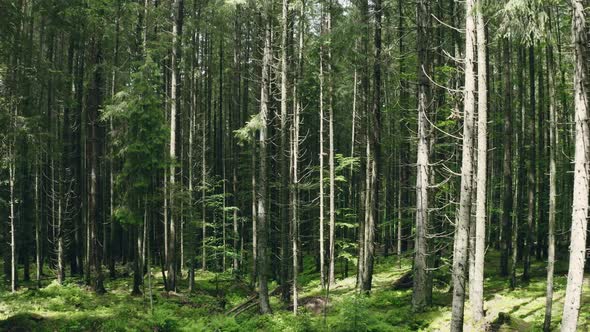 Forest Morning Sun Rays Light Jungle Green Grass Nature