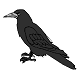 Crow