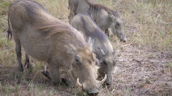 Herd of warthogs eating grass in Waterberg 